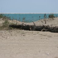 Sabbia del Lido di Venezia