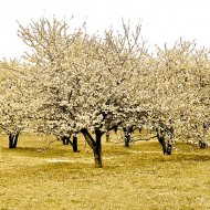 Alberi fioriti a Mestre