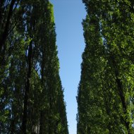 Alberi al parco